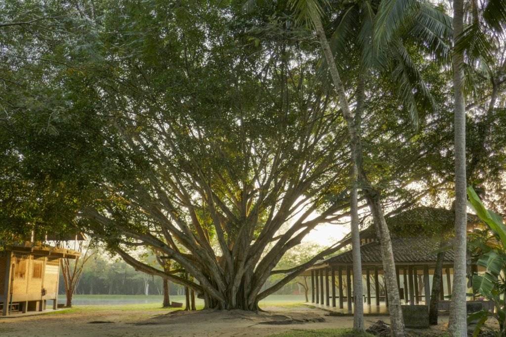 Wat Suan Mokkh Mindfulness Retreat